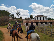 Brazil-Rio/Sao Paulo-On the trace of the Mangalarga Marchador